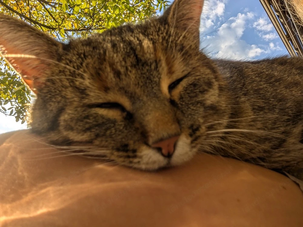 Katzen Betreuung 