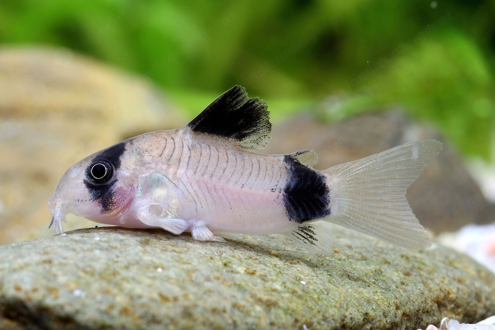 Suche Corydoras panda oder Corydoras habrosus (Panzerwelse) in Vorarlberg