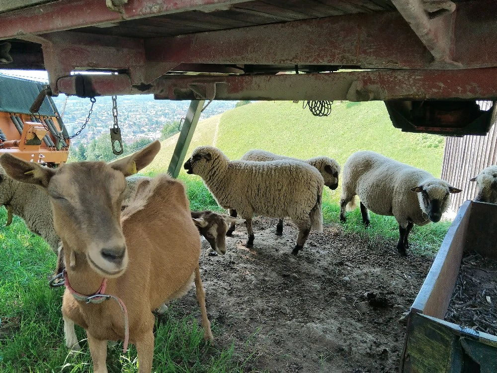 Shropshire Schafbock