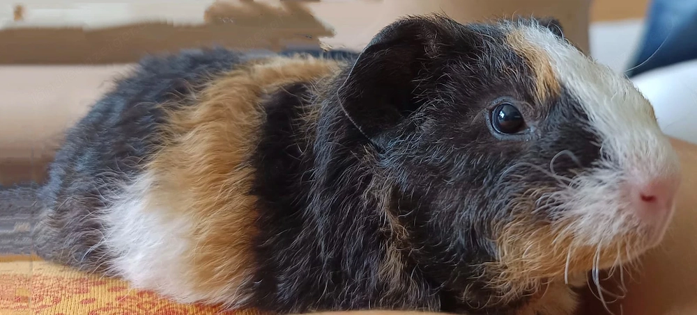 Meerschweinchen 
