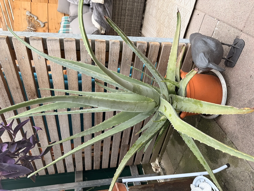 Wunderschöne echte Aloa Vera !