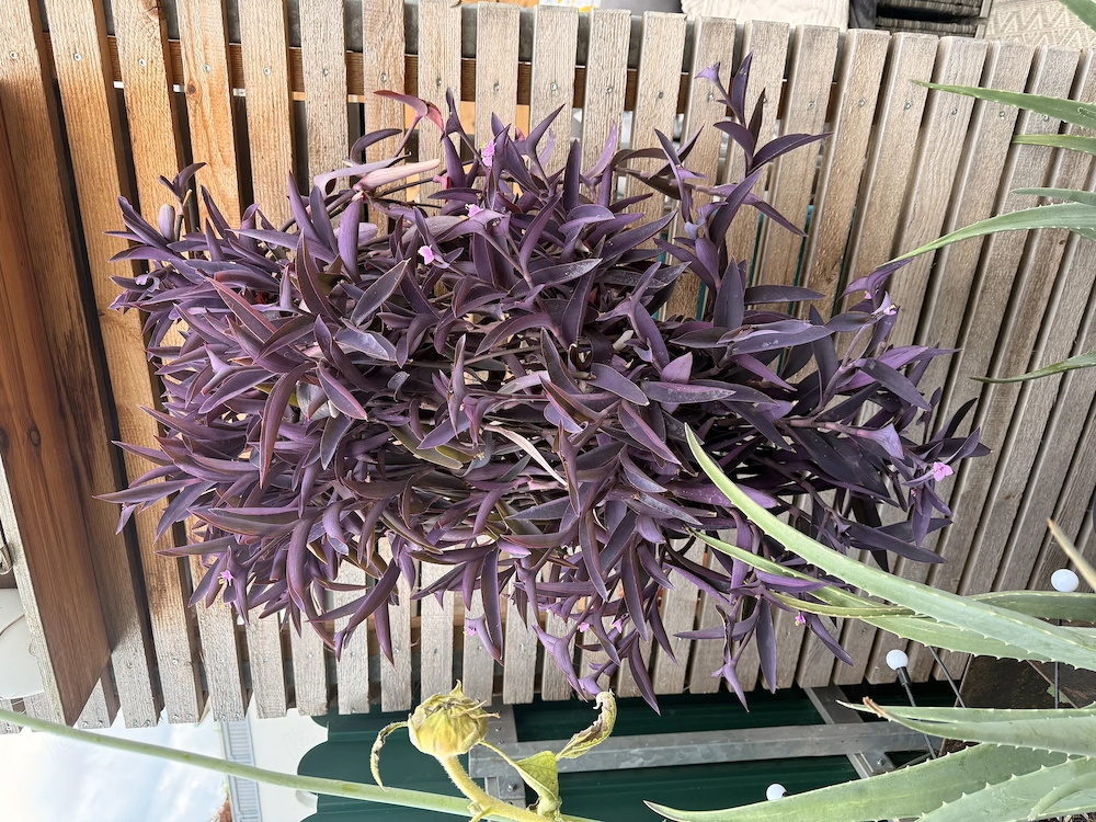 Wunderschöne Mexikanische Dreimasterblume!