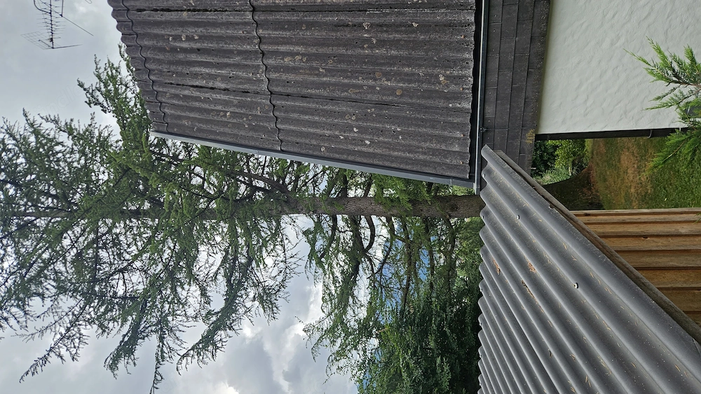  Suche jemanden zum Fällen einer Lärche (ca. 20m) in schwieriger Lage   Dornbirn