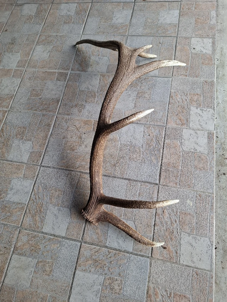 Abwurfstange Hirsch