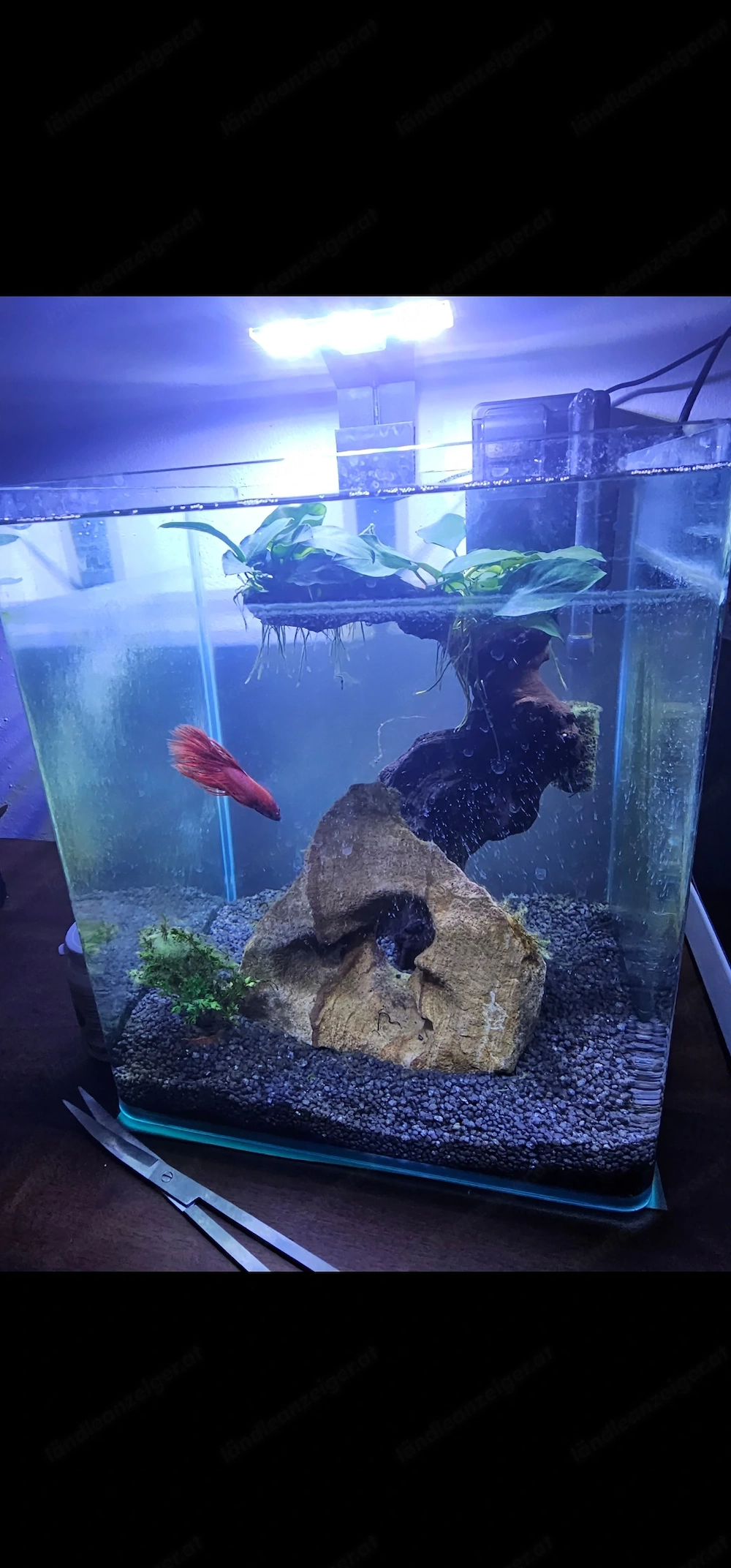 Aquarium mit Beta Fisch