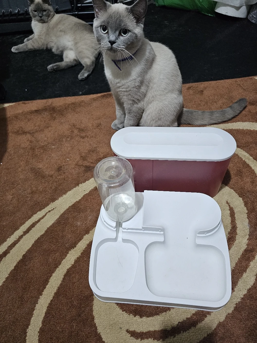 Katzen oder Kleintiere Futter und Wasser  Behälter