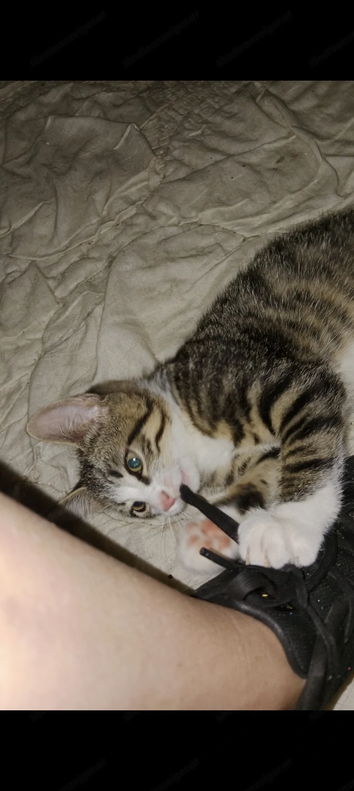 Meine 2 Katzen sind durch fester 