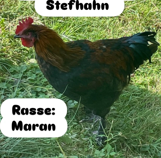2 schöne Hähne zu verschenken!