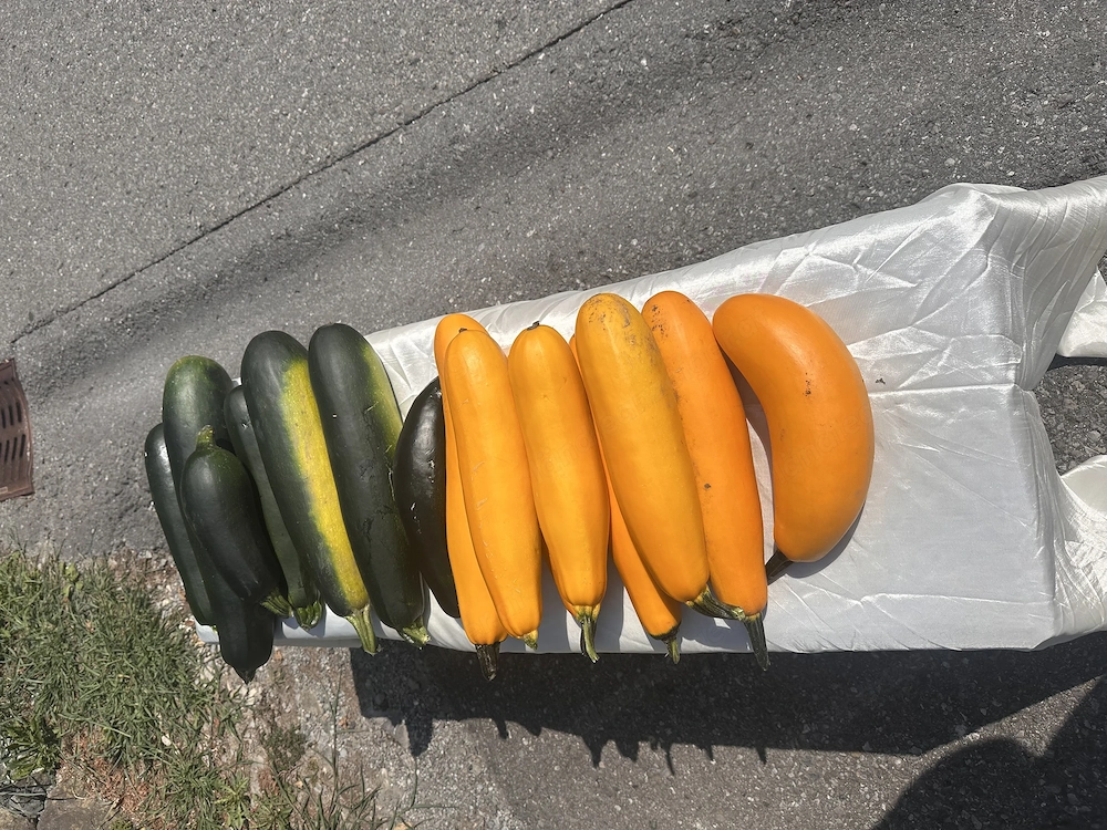 Bio Zucchini 