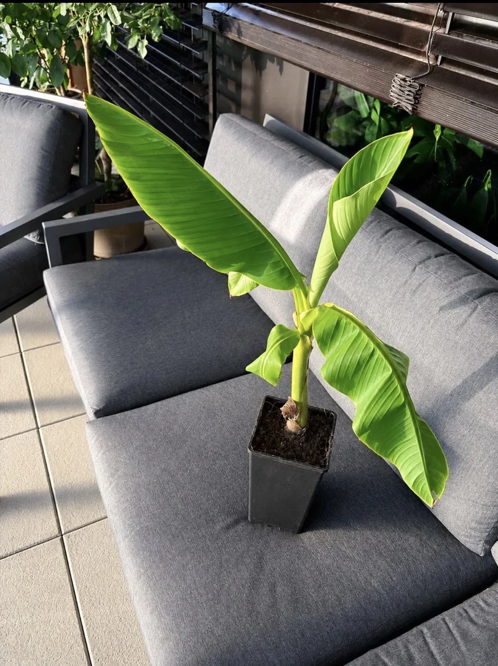 Bananenstaude (Musa Basjoo)