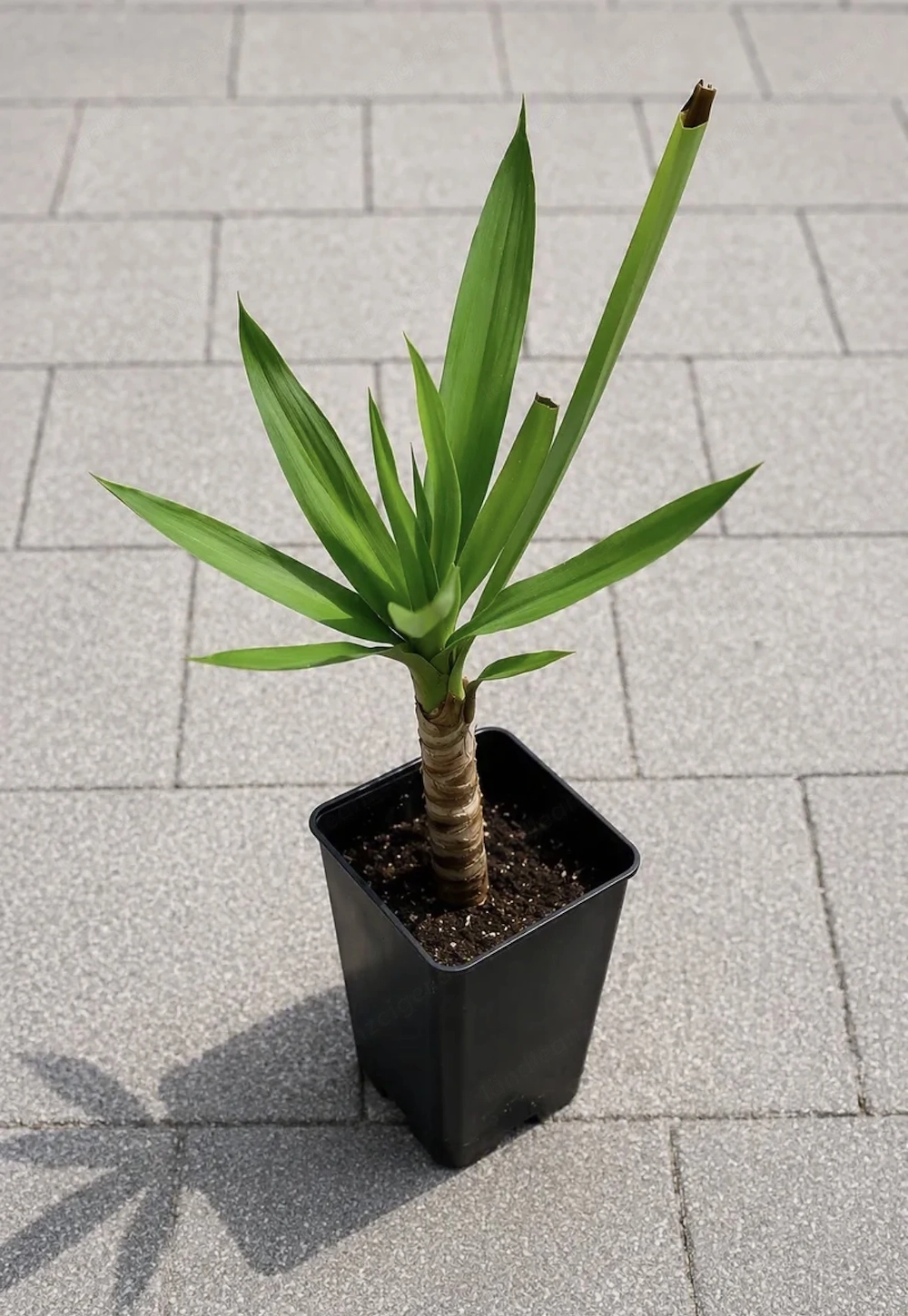 Yucca Palme (Yucca elephantipes) - pflegeleichte Zimmerpflanze im Topf