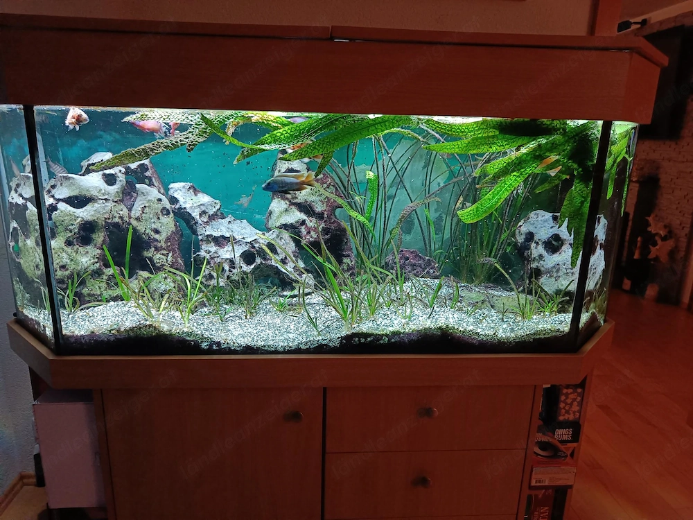Aquarium Panorama mit Deckel und Unterschrank