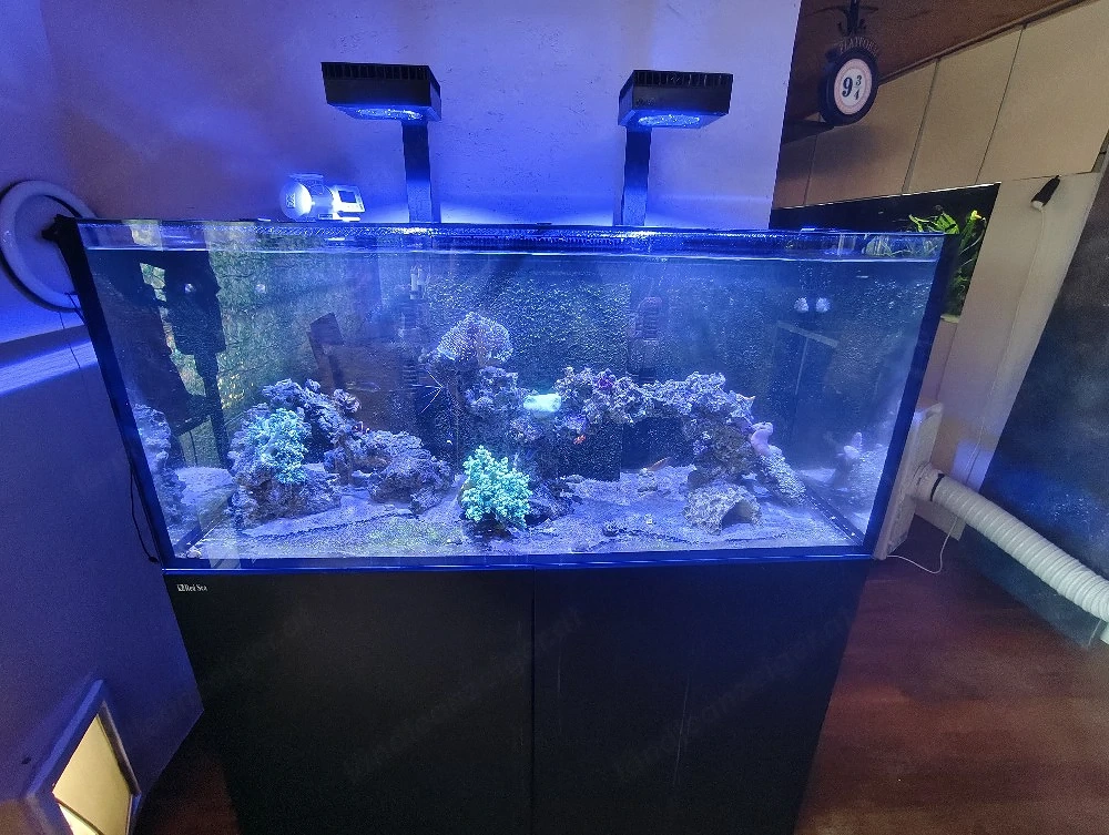 Meerwasseraquarium