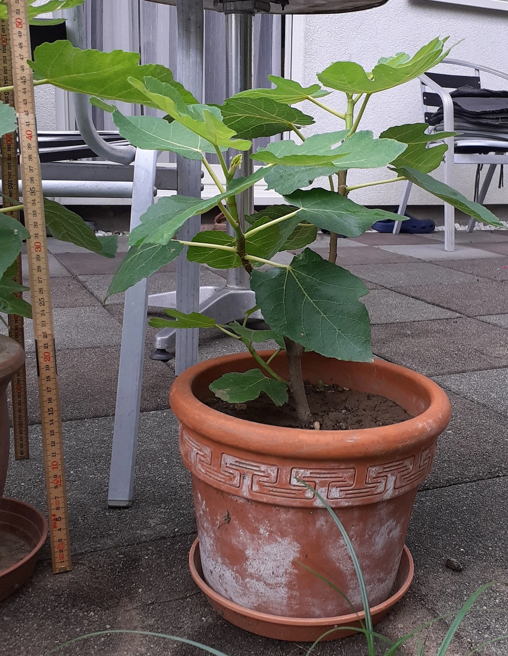 Feigenbaum mit Terracota Topf