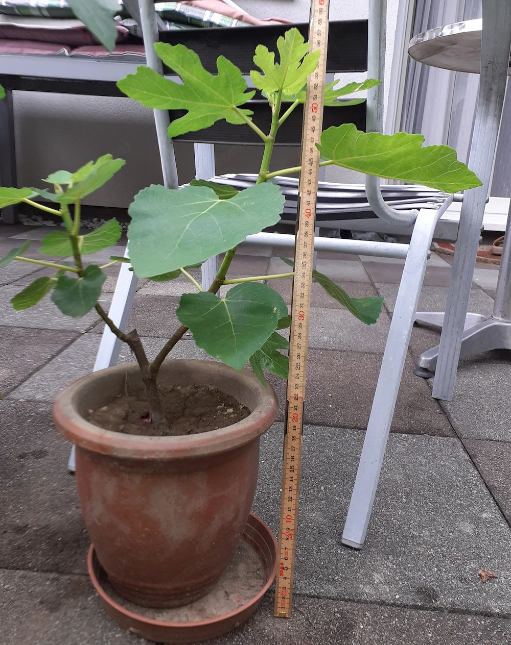 Feigenbaum mit Terrakotta Topf