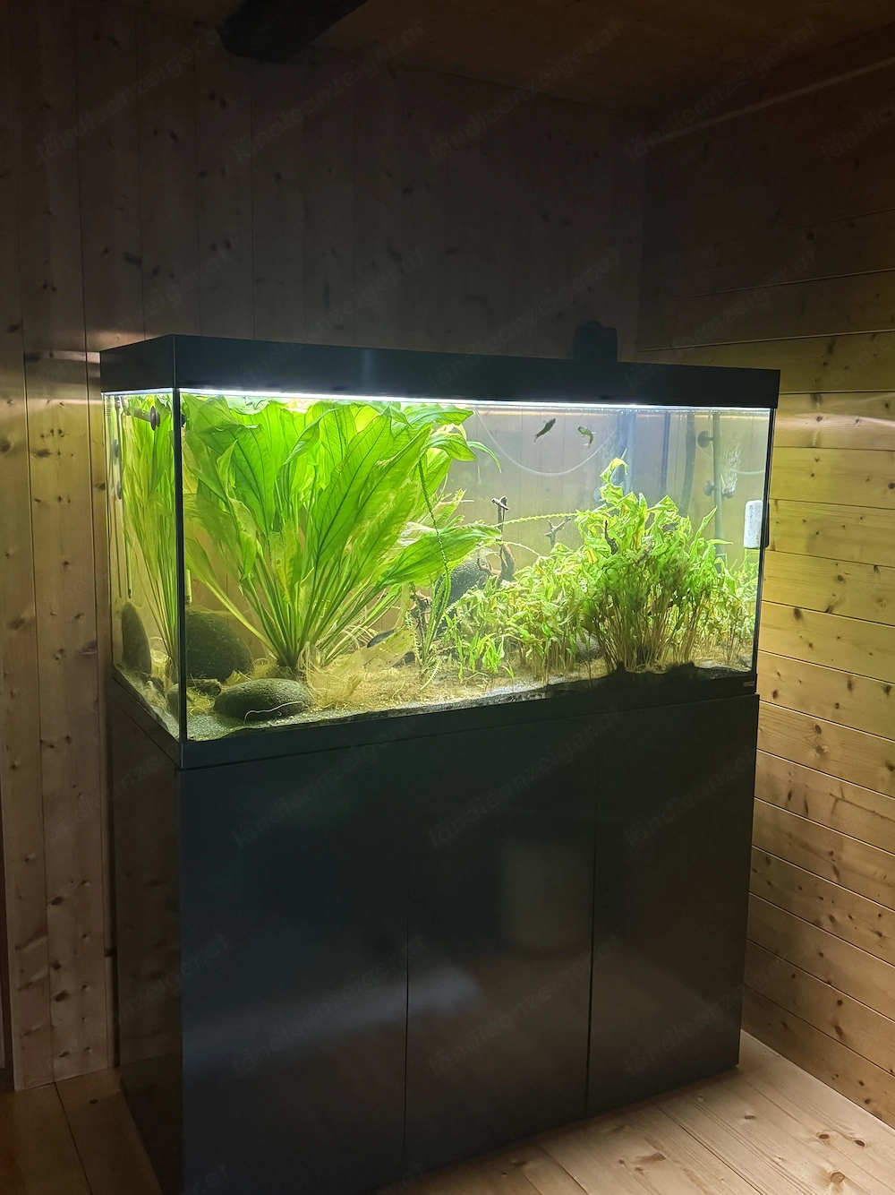 Aquarium-Komplettset (2 Jahre alt) wegen Umzug zu verkaufen