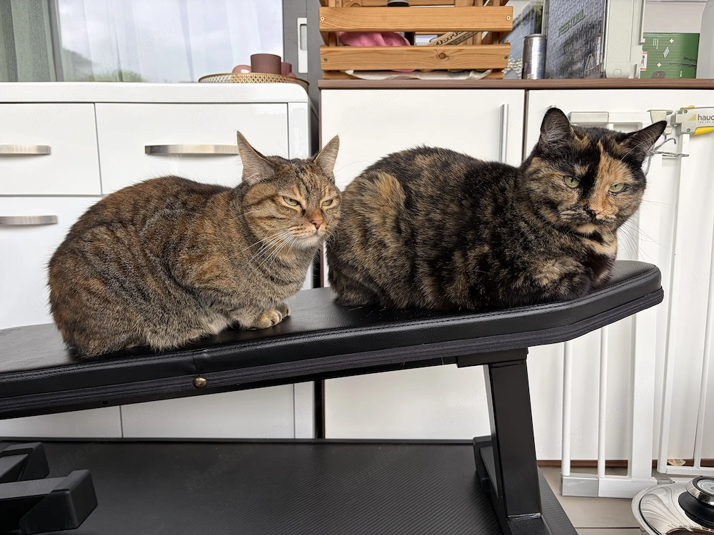 Liebevolles Katzen-Duo sucht neues Zuhause 
