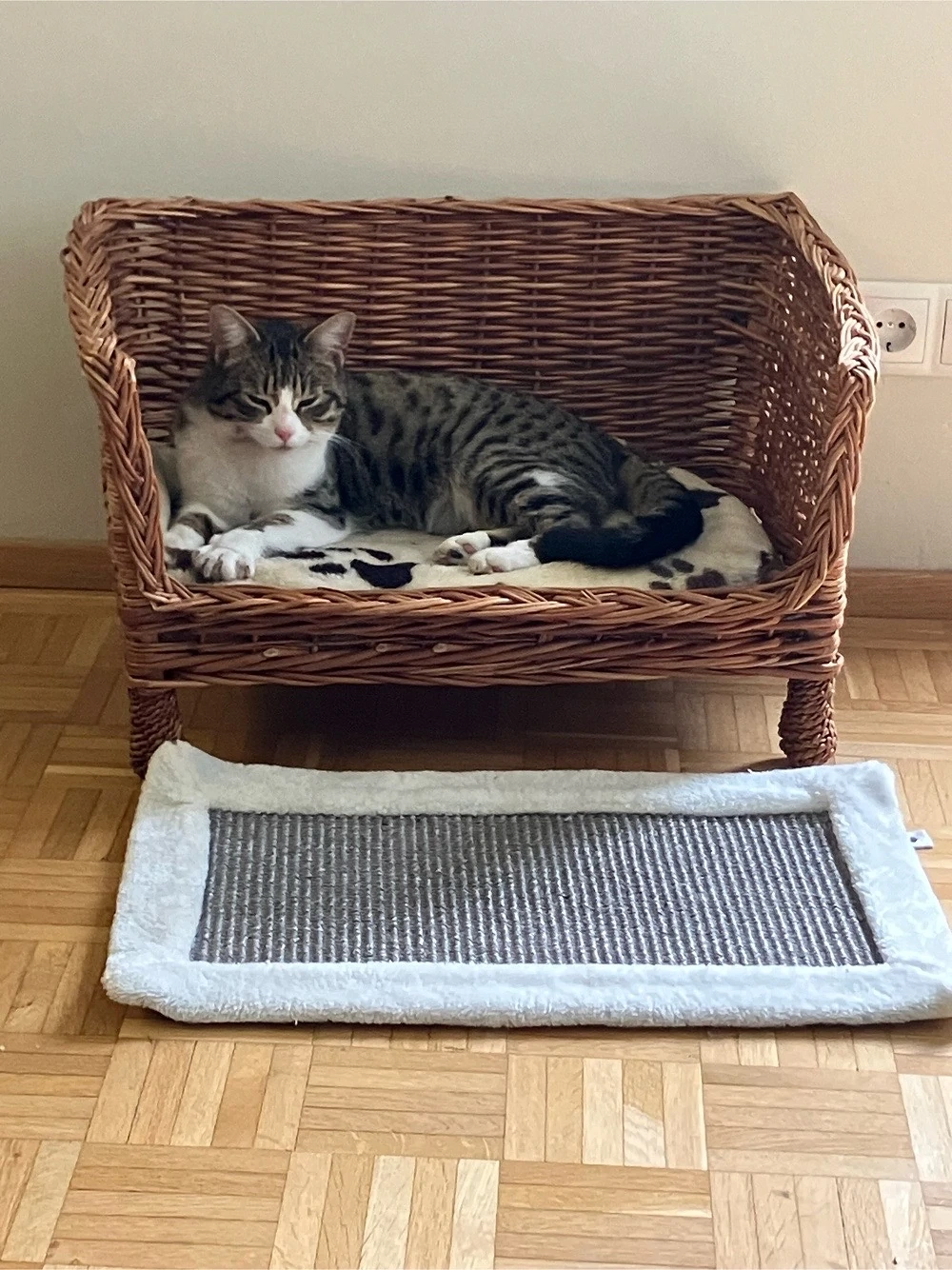 Katze an ein liebevolles für immer Zuhause abzugeben