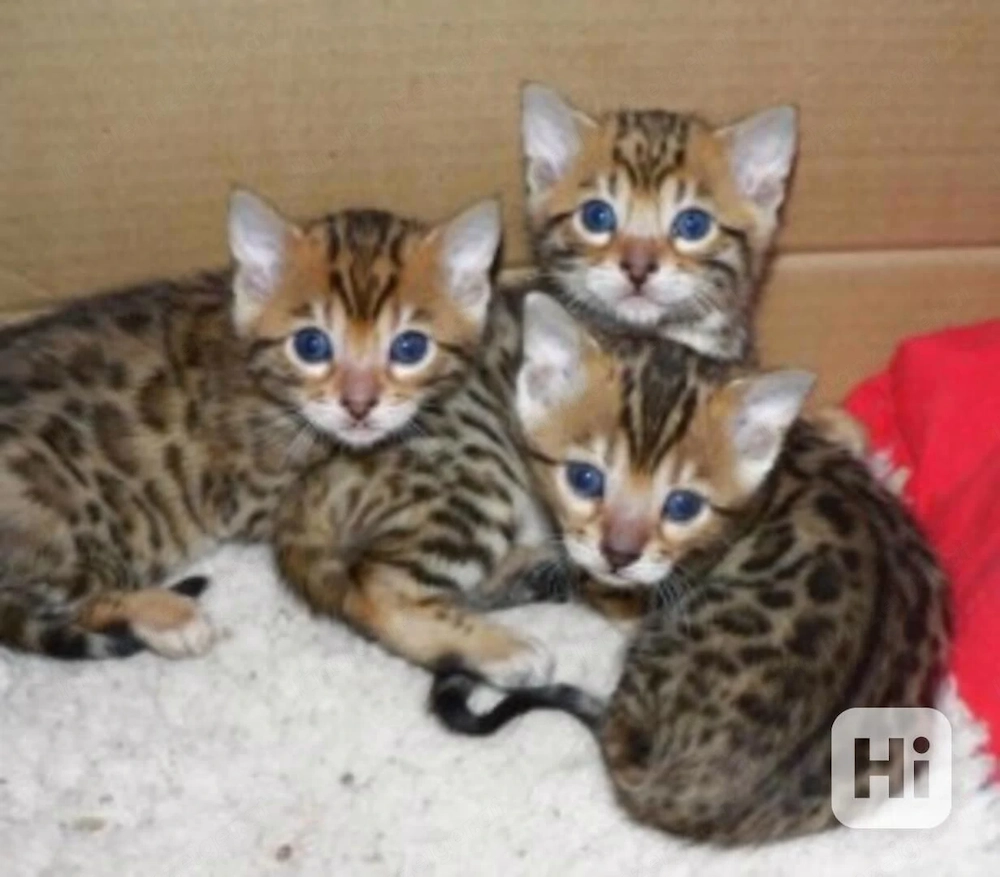 Niedliche Bengalkätzchen zur Adoption