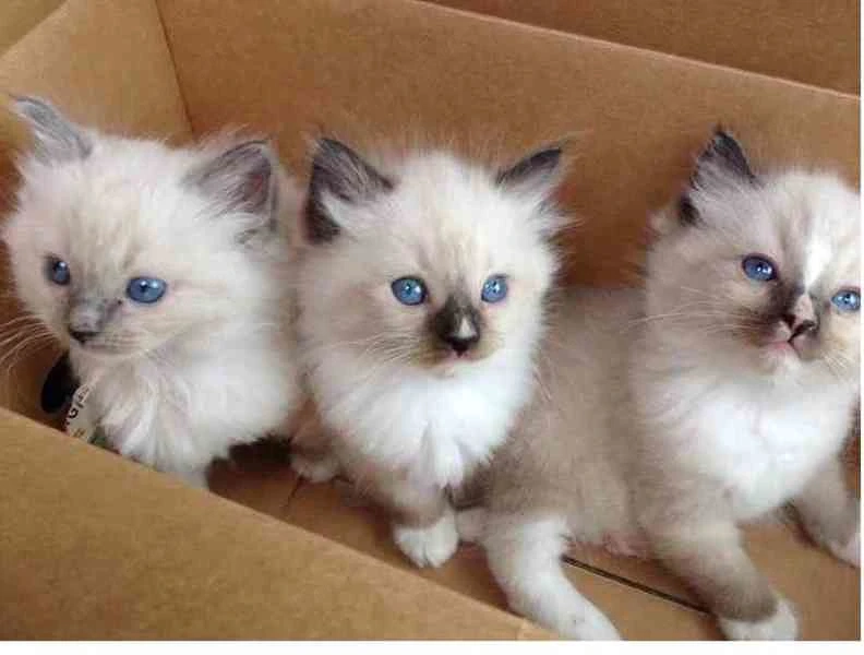 Ragdoll-Kätzchen zur Adoption