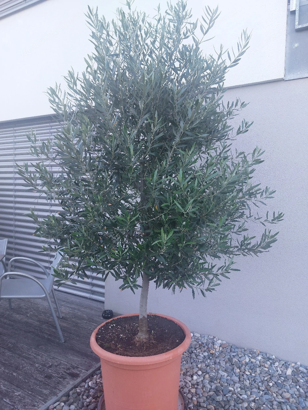 Olivenbaum sehr groß
