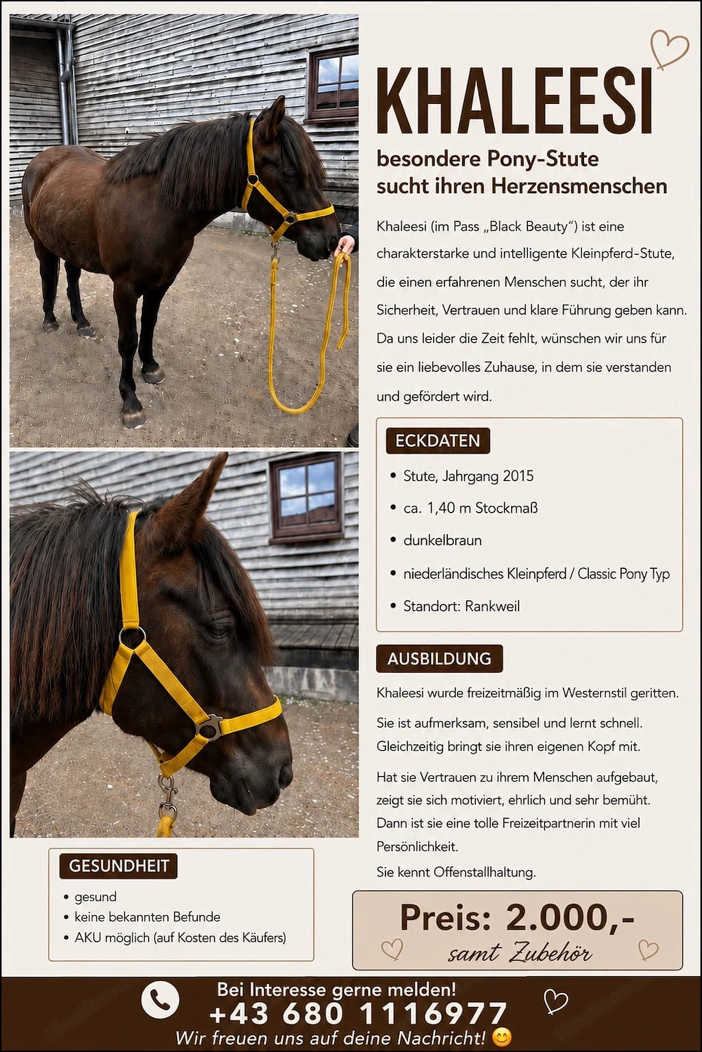 Niederländischer Kleinpferd inklusive Zubehör 