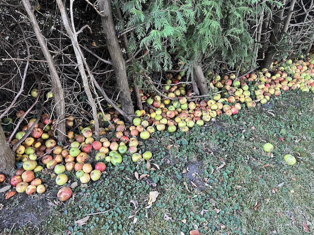 Äpfel für Mus , Most oder Essig Abholung gratis 