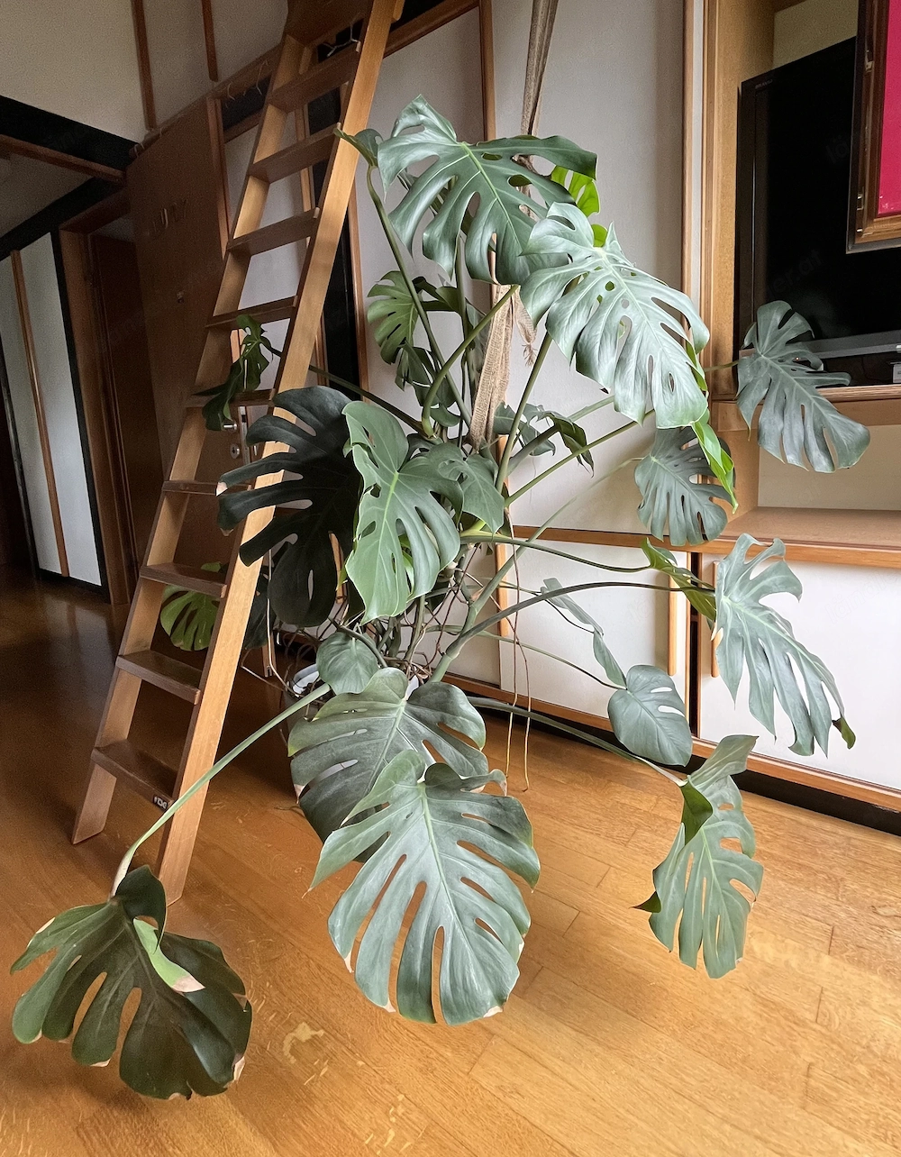 Monstera zu verkaufen mit Topf