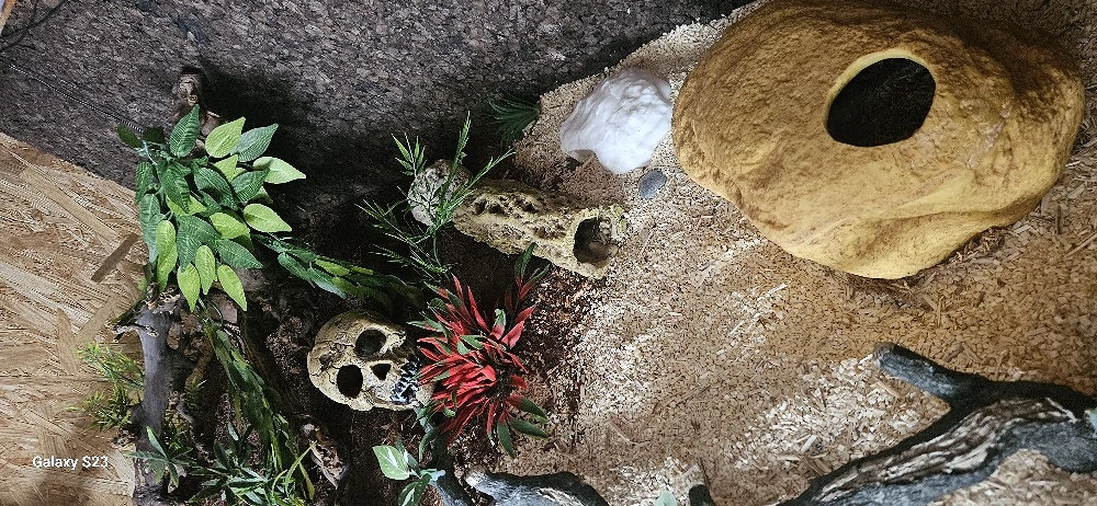 Holzterrarium