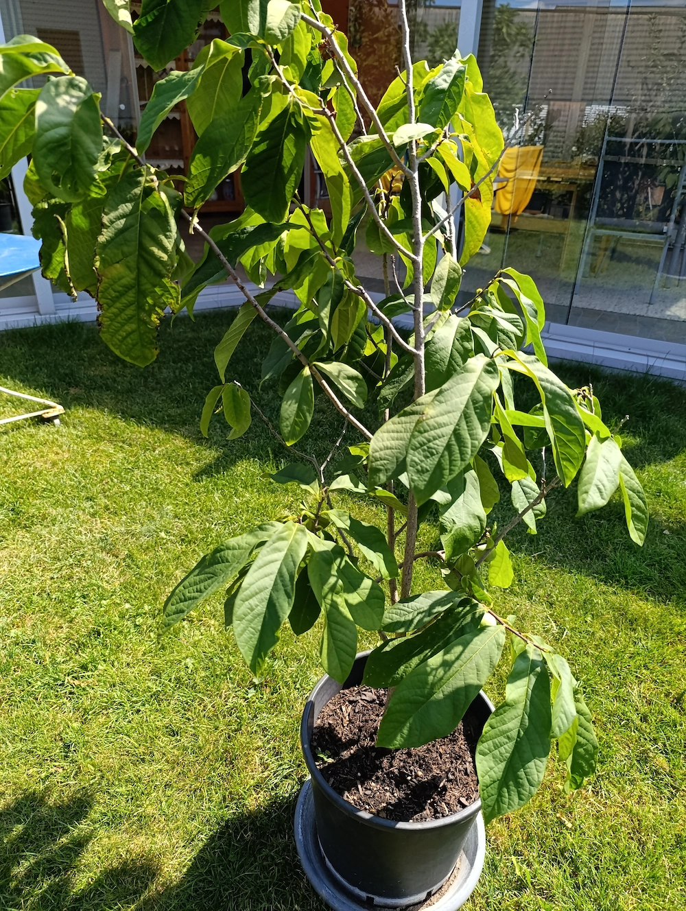 Indianerbanane PAWPAW - winterhart!
