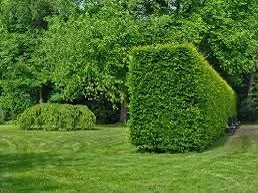 Profi Gärtner für ihren Garten
