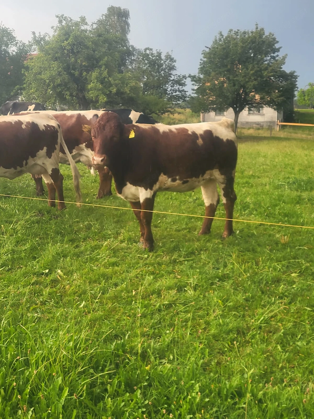 Org. Pinzgauer Rind