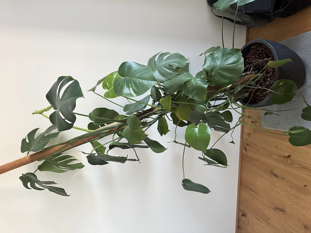 Fensterplatz, Monstera 