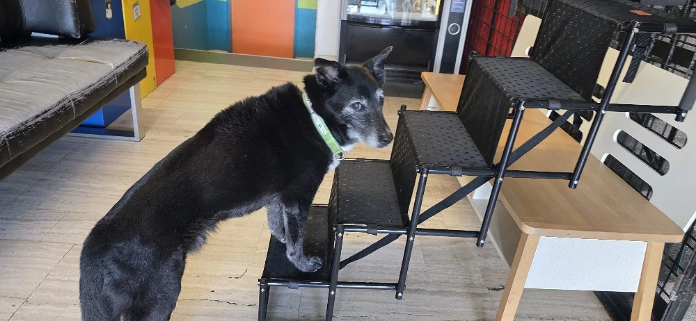 Hundetreppe 