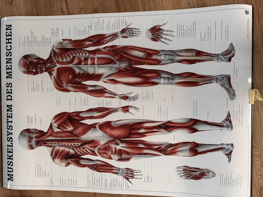 Anatomieposter