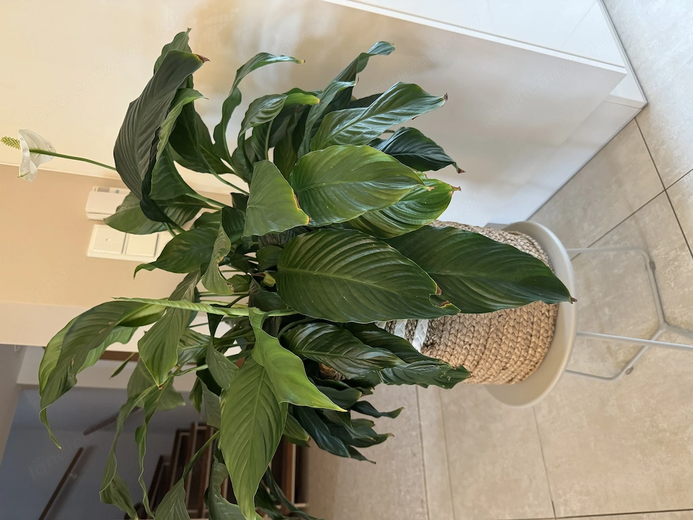 Einblatt   Spathiphyllum   ca. 70cm hoch   ca. 80cm breit