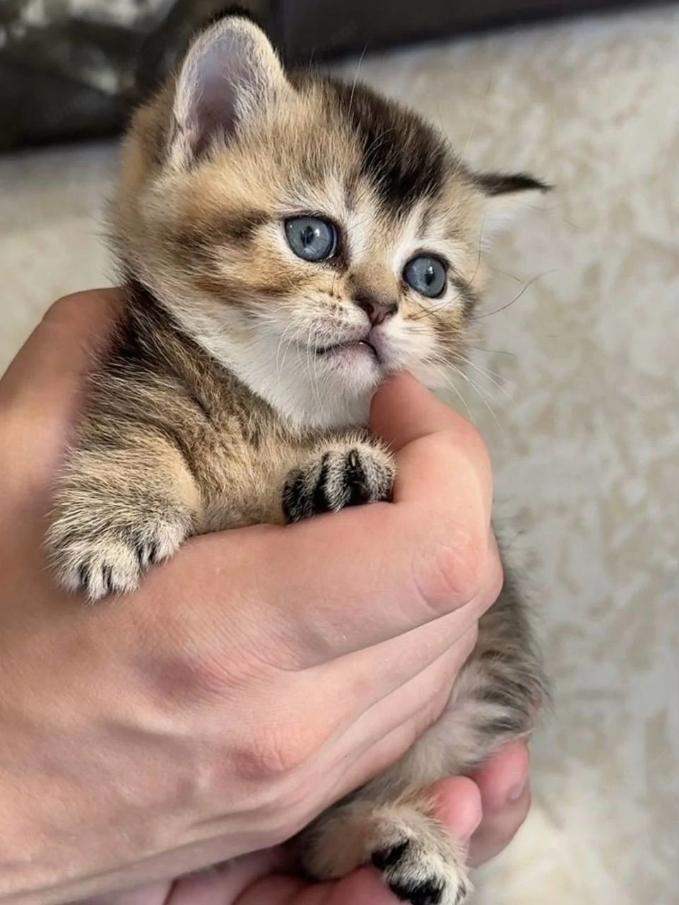 Scottish Fold Kurzhaar-Kätzchen (männlich).