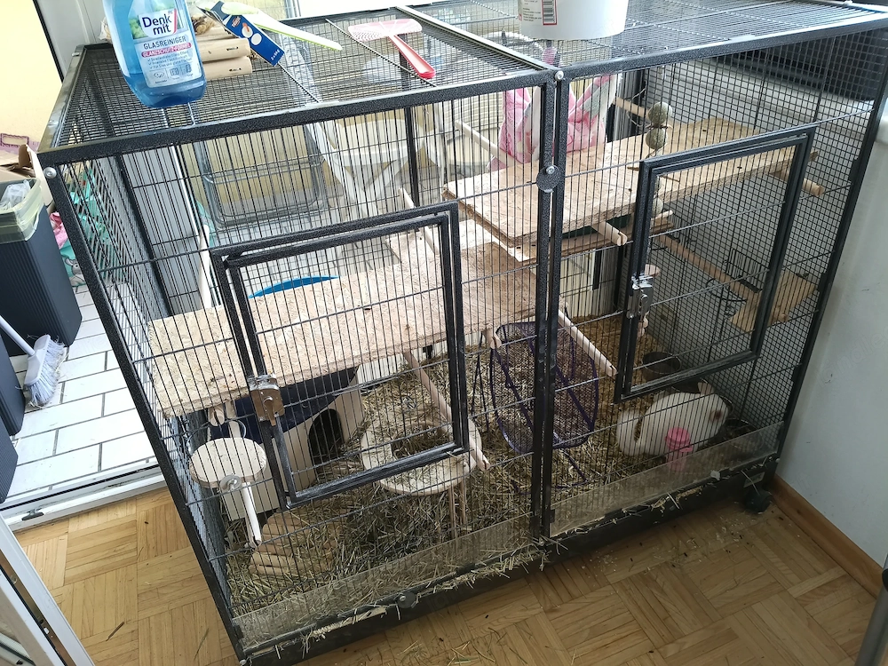 Chinchilla und Käfig 