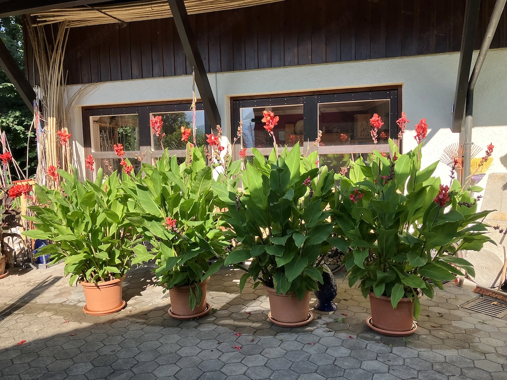 1-4 Blumen Stöcken abzugeben
