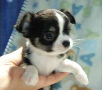 Chihuahua-Hündin (12 Wochen) gesund & geimpft   Dringend abzugeben!