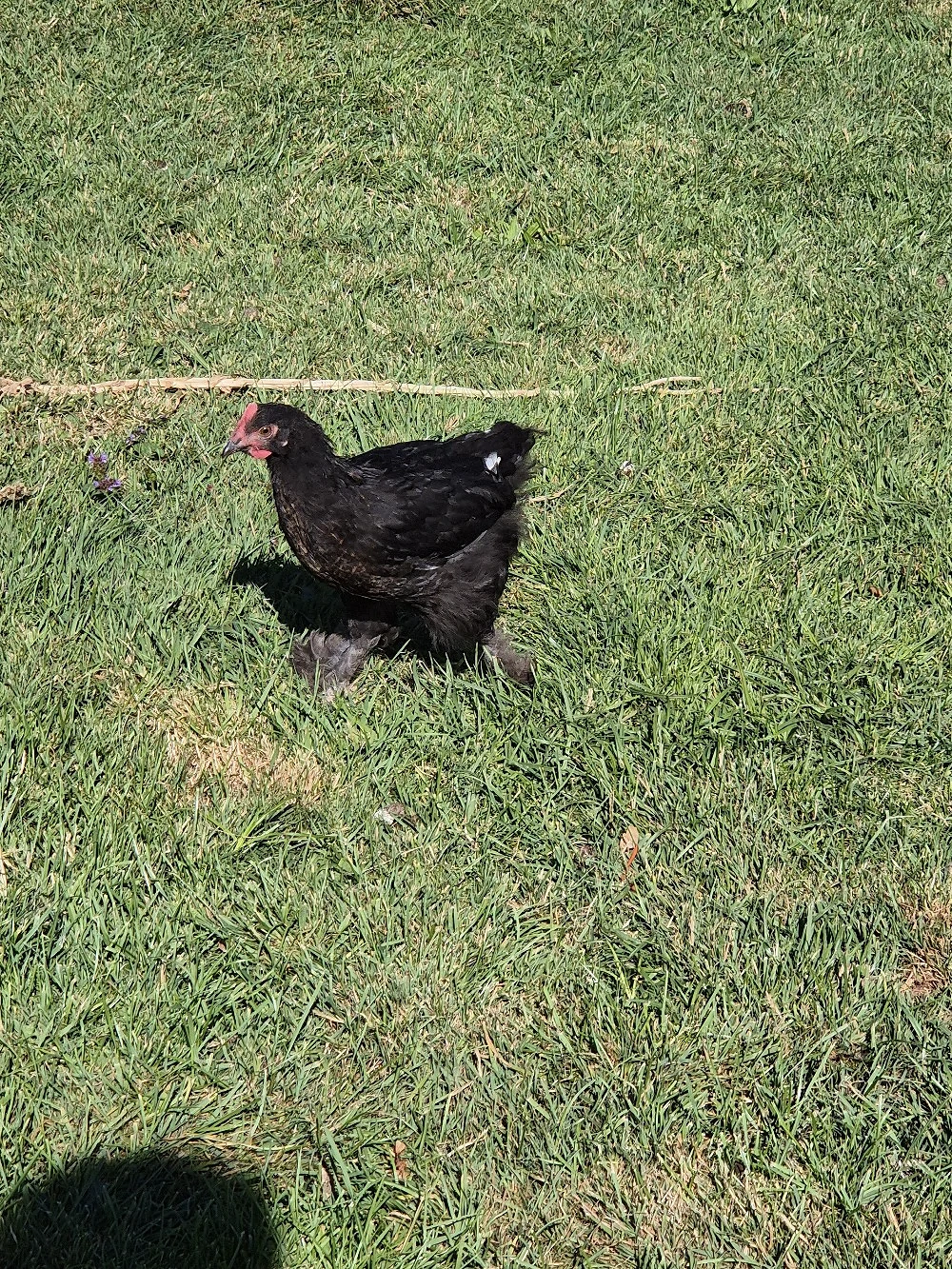 Hahn Maran Marans