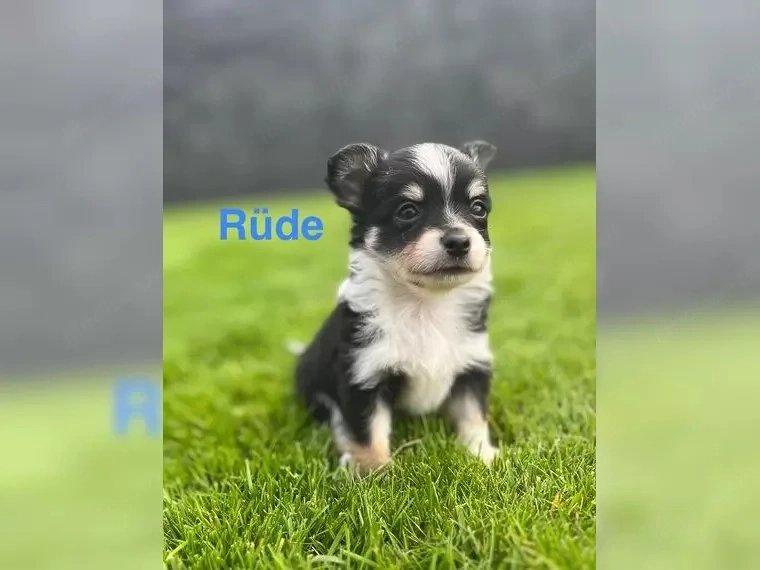 chihuahua welpen
