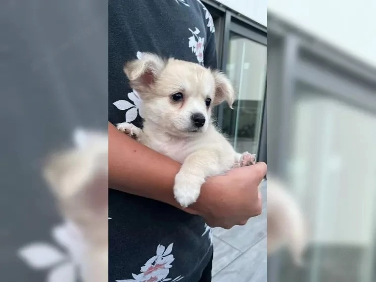 Chihuahua Hündin 5 gesunde Welpen 