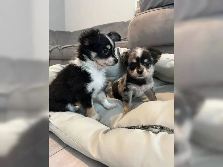 chihuahua welpen