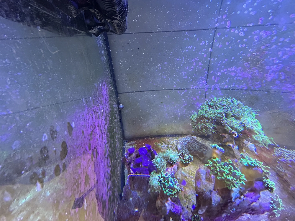 Meerwasser Aquarium Korallen