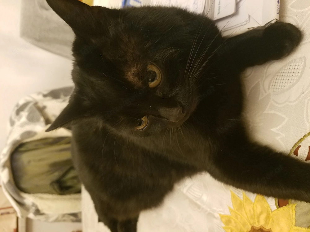 Schwarzer Kater verschwunden