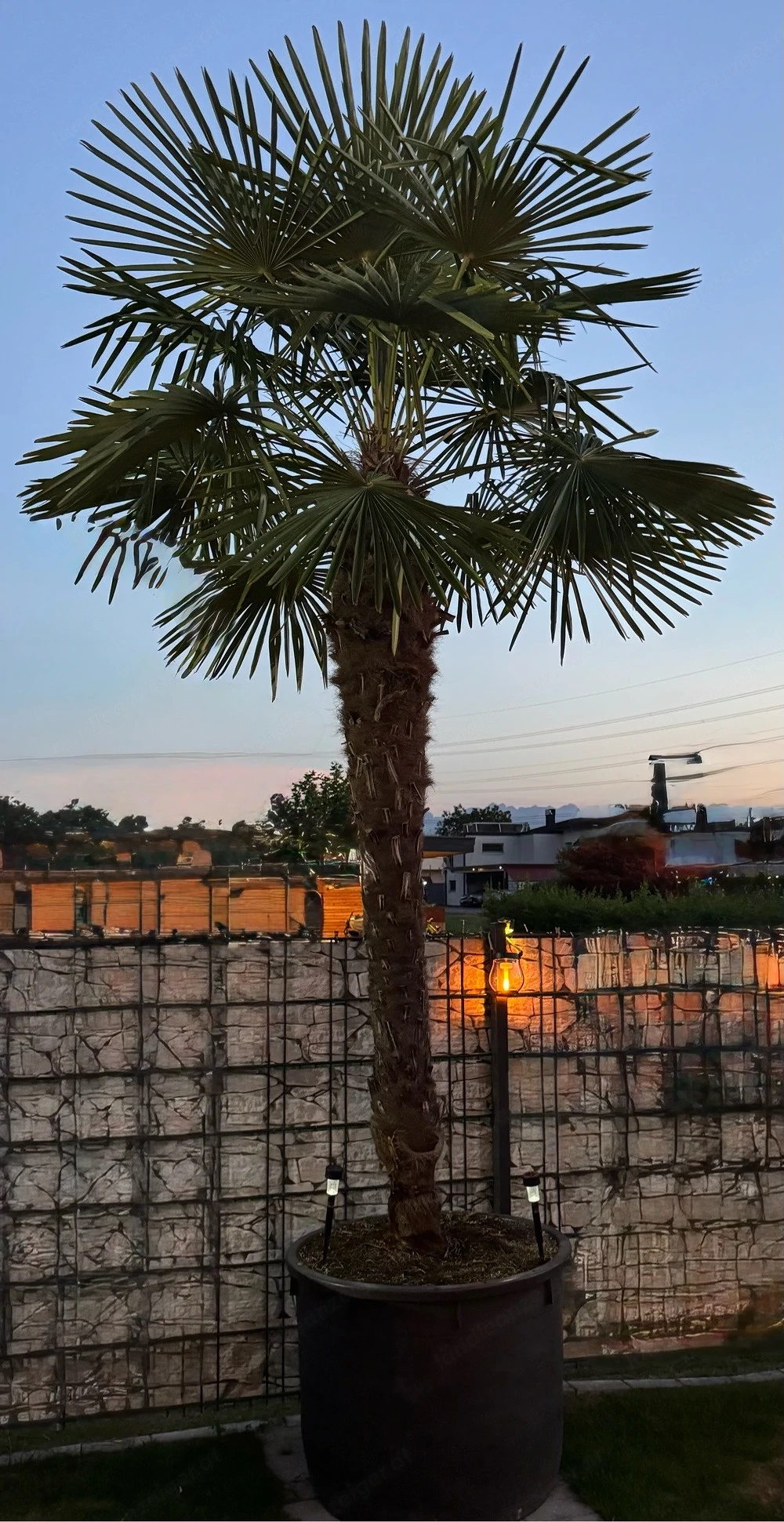 Große wunderschöne Palme zu verkaufen 