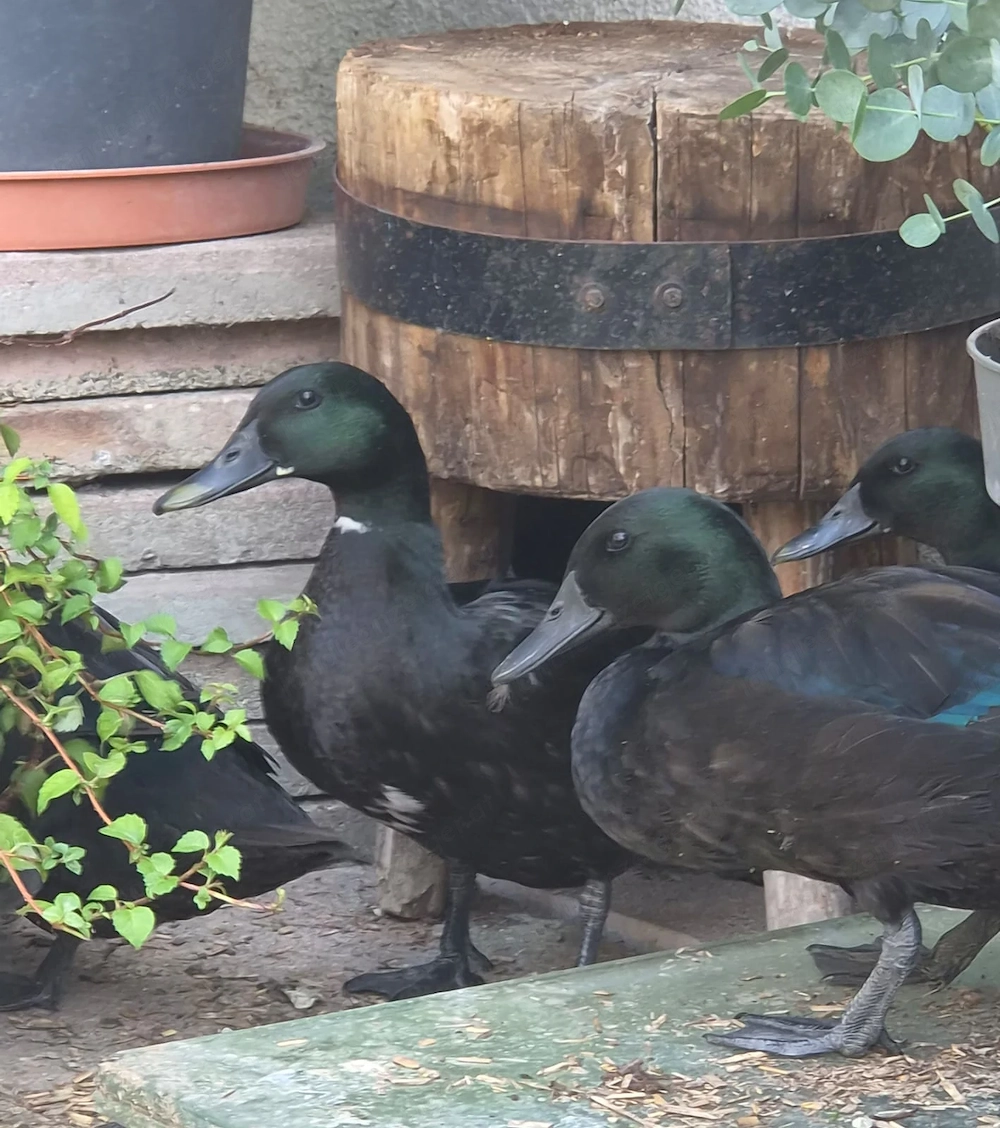 Tiere Smaragdenten