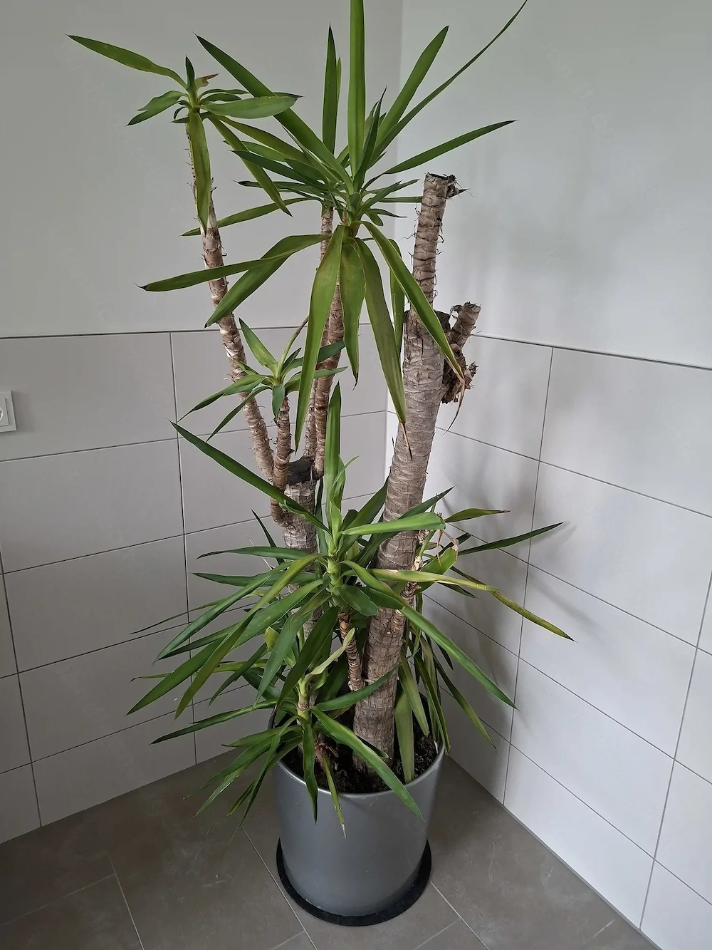 Yucca Palme