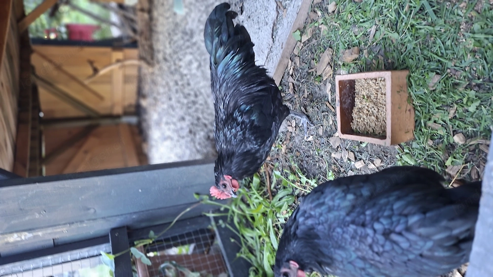 Zwerg Australorps Junghhähne Hahn  Hähne